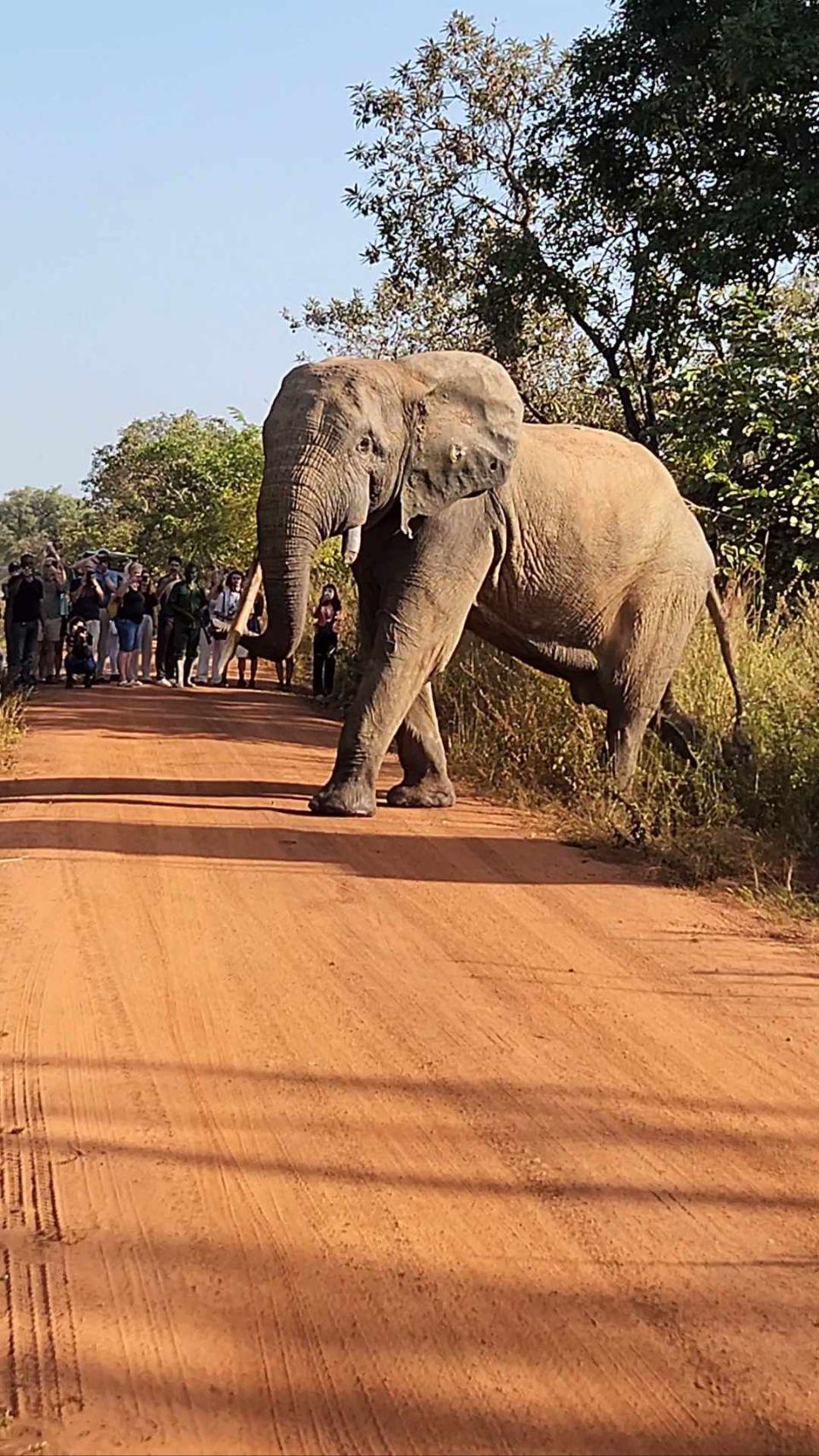 A large elephant crosses a red dirt road at Mole National Park, with a small group of visitors watching from a safe distance nearby.